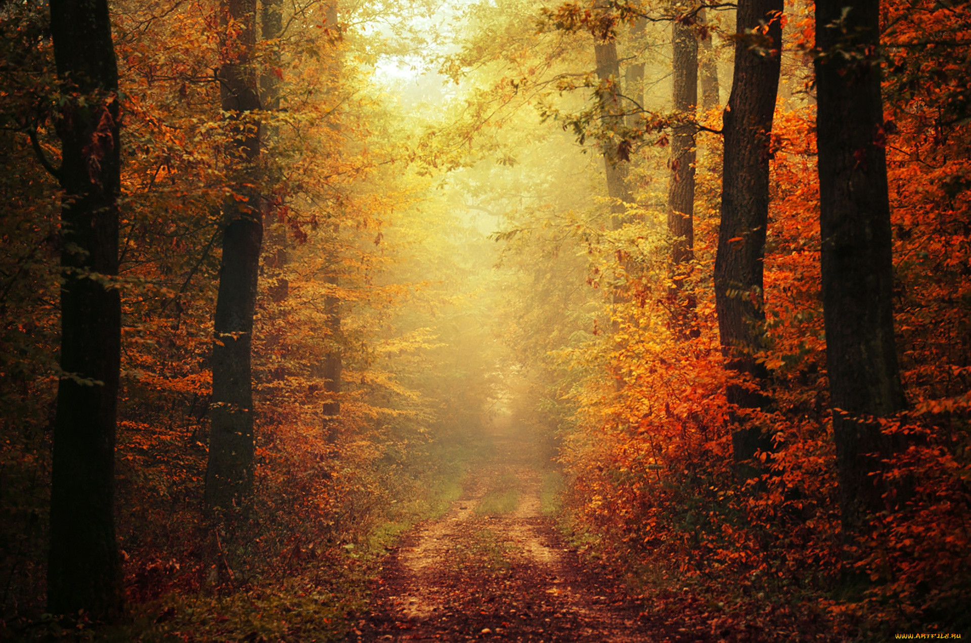 , , path, woodland, trail, autumn, colors, foliage, fog, way, pathway, fall, mist, leaves